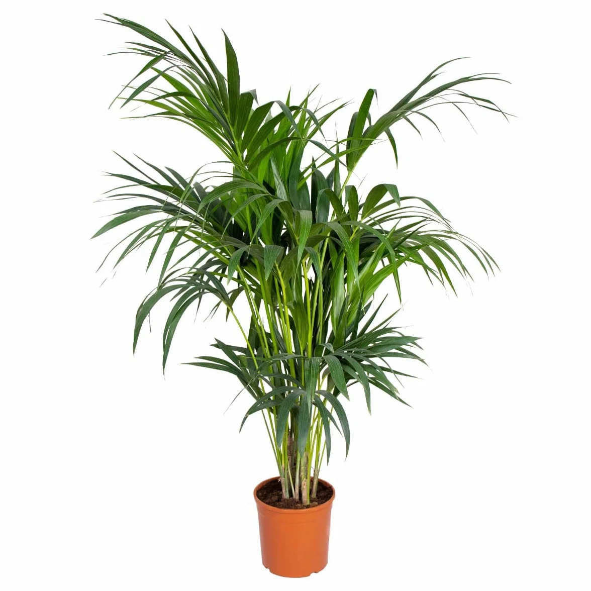 Bloomique Howea Forsteriana Palmier Kentia 120-140 cm Pot 24 cm