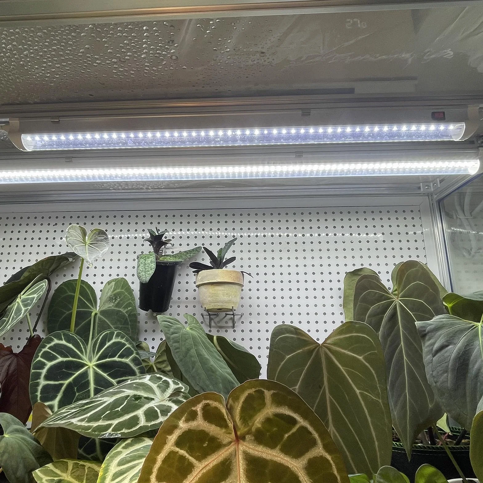 Lampes LED T5 30cm pour plantes d'intérieur, spectre complet du soleil, chaînable pour serre