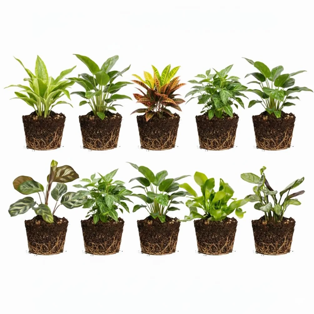 Vdvelde Set Mini Plantes 10 Pièces Petites Plantes d'Intérieur Fougères Ø6 cm Hauteur 10 cm Sans Pot Terrarium Déco Cadeaux
