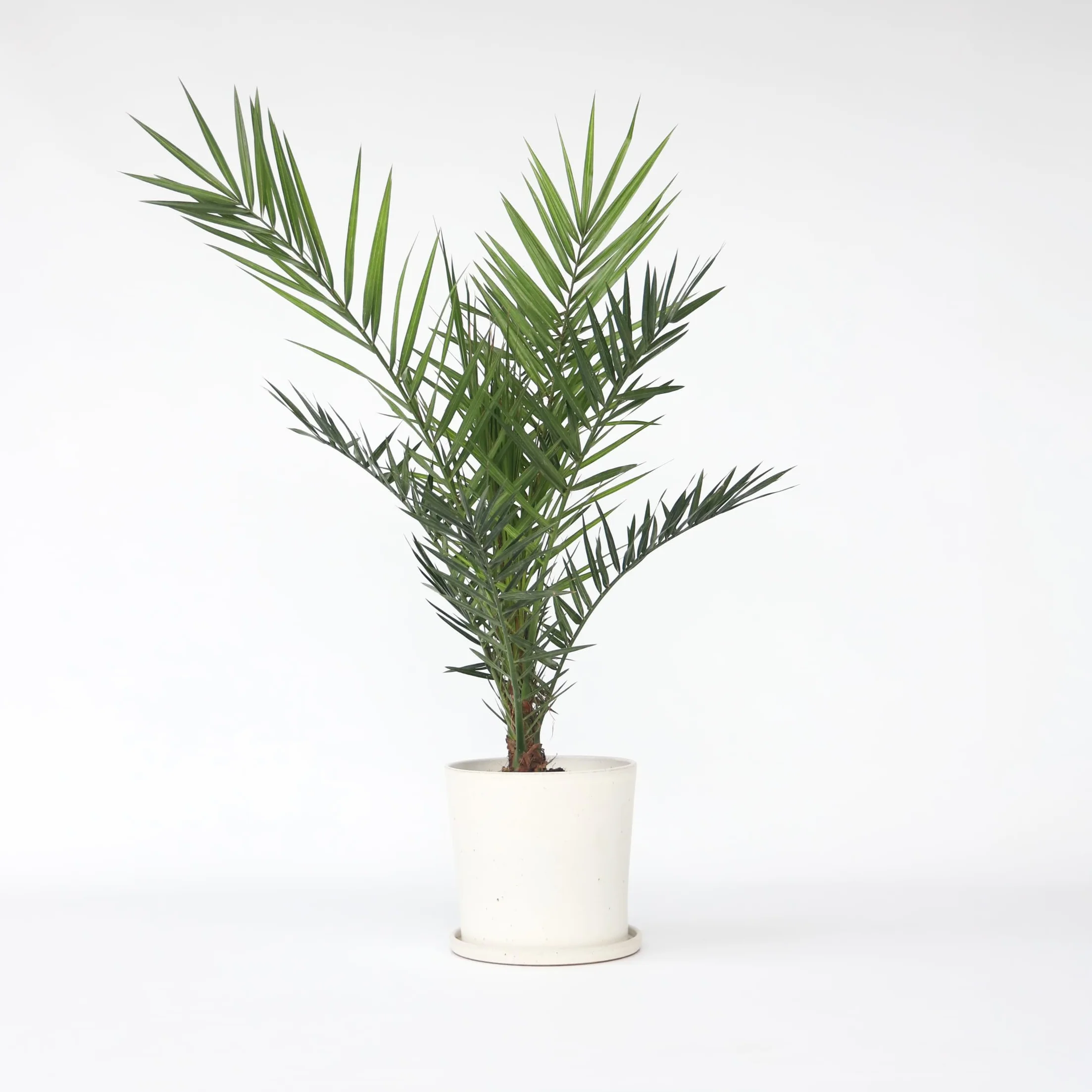 Plant in a Box Phoenix Canariensis Hauteur 80-100cm Palmier des Canaries Pot 19cm