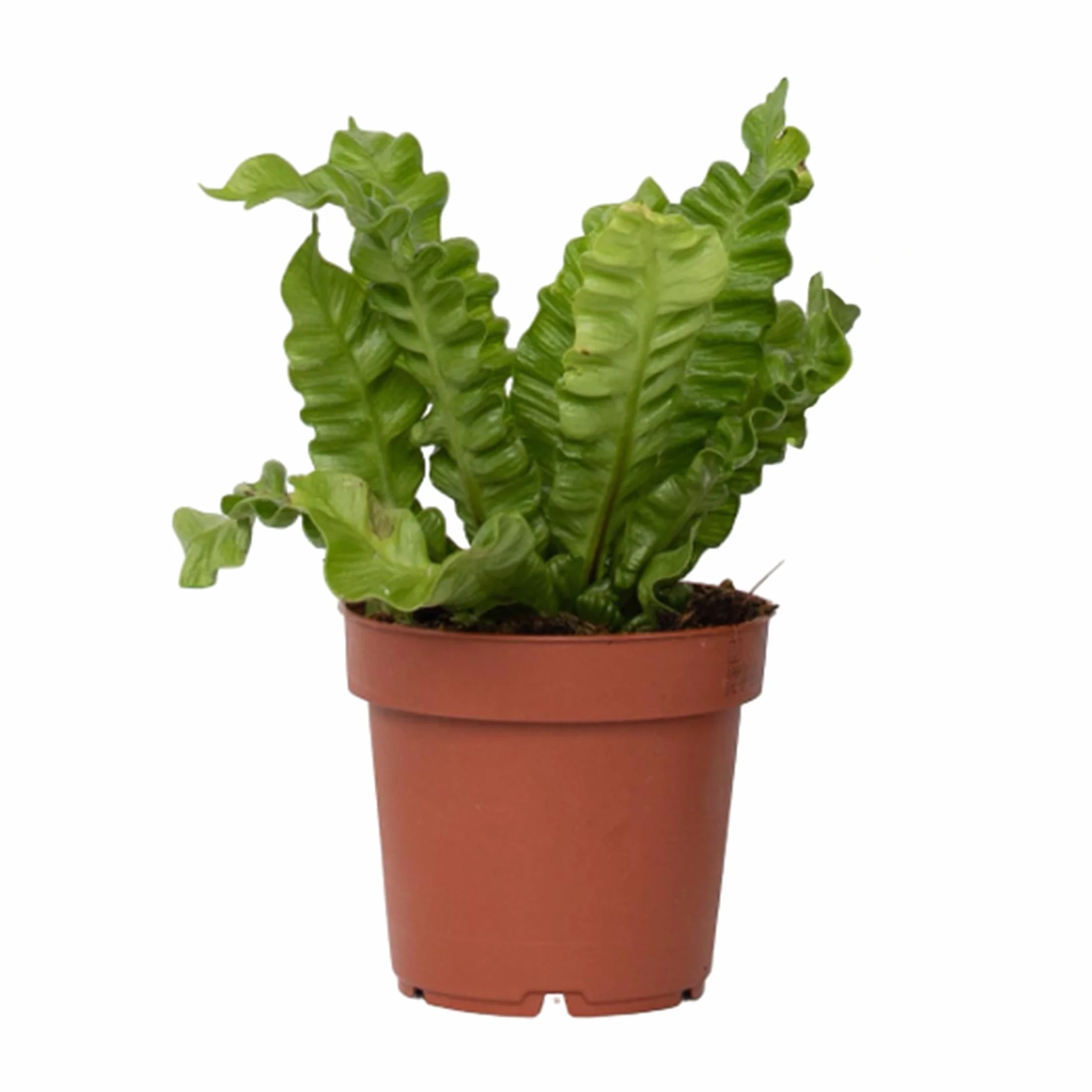 Asplenium nidus 'Vague croustillante' Plante d'intérieur purificatrice d'air Pot 12cm Hauteur 25-40cm