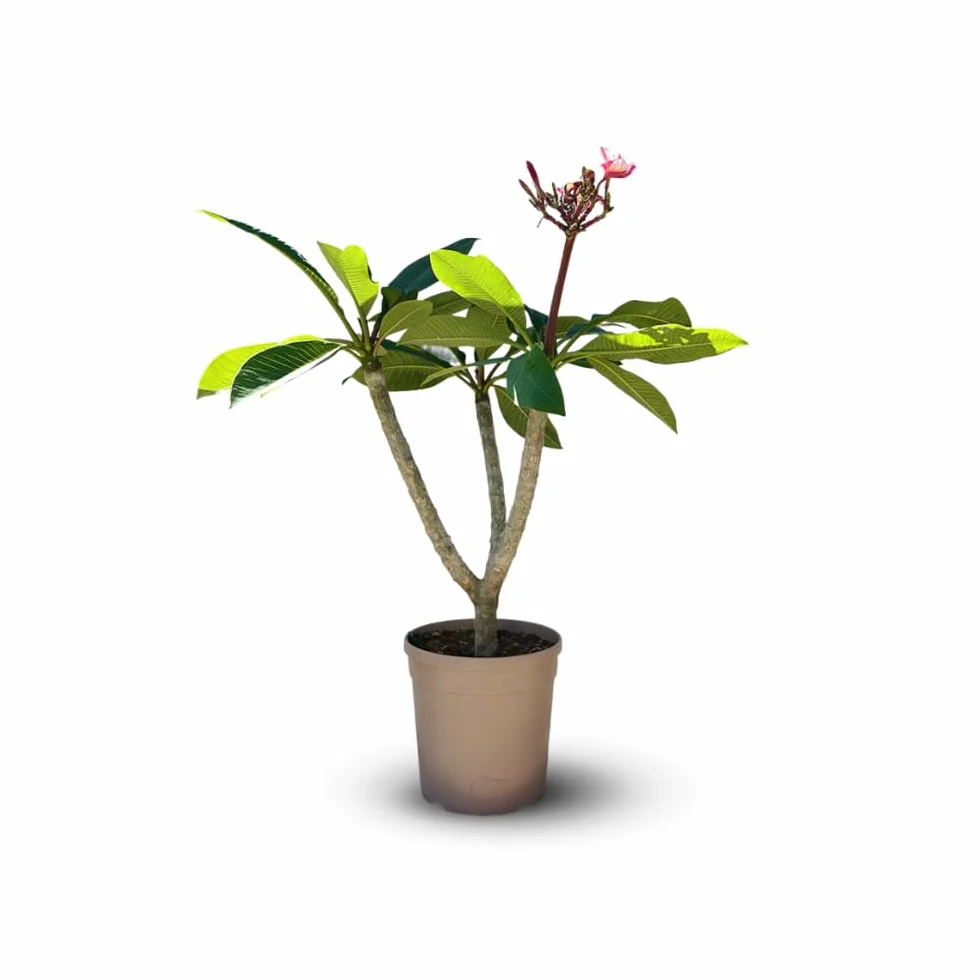 Plumeria rubra frangipanier plante fleurie 60-70 cm ⌀ 18 cm intérieur extérieur fleur rose