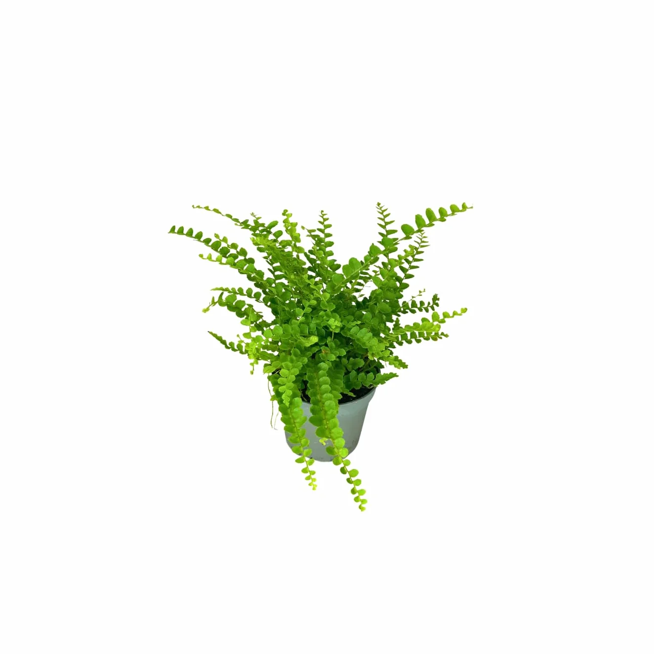 Kit 4 Plantes Vertes Terrarium Ficus Ginseng Mini Fittonia Fougère Hedera Plantes Vivantes Intérieur