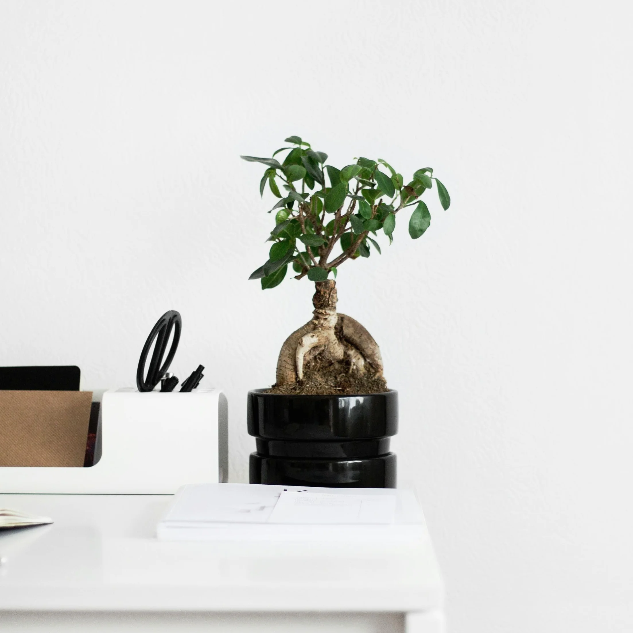 Bonsaï Ficus Ginseng Plante d'intérieur Pot 12cm Hauteur 30-40cm