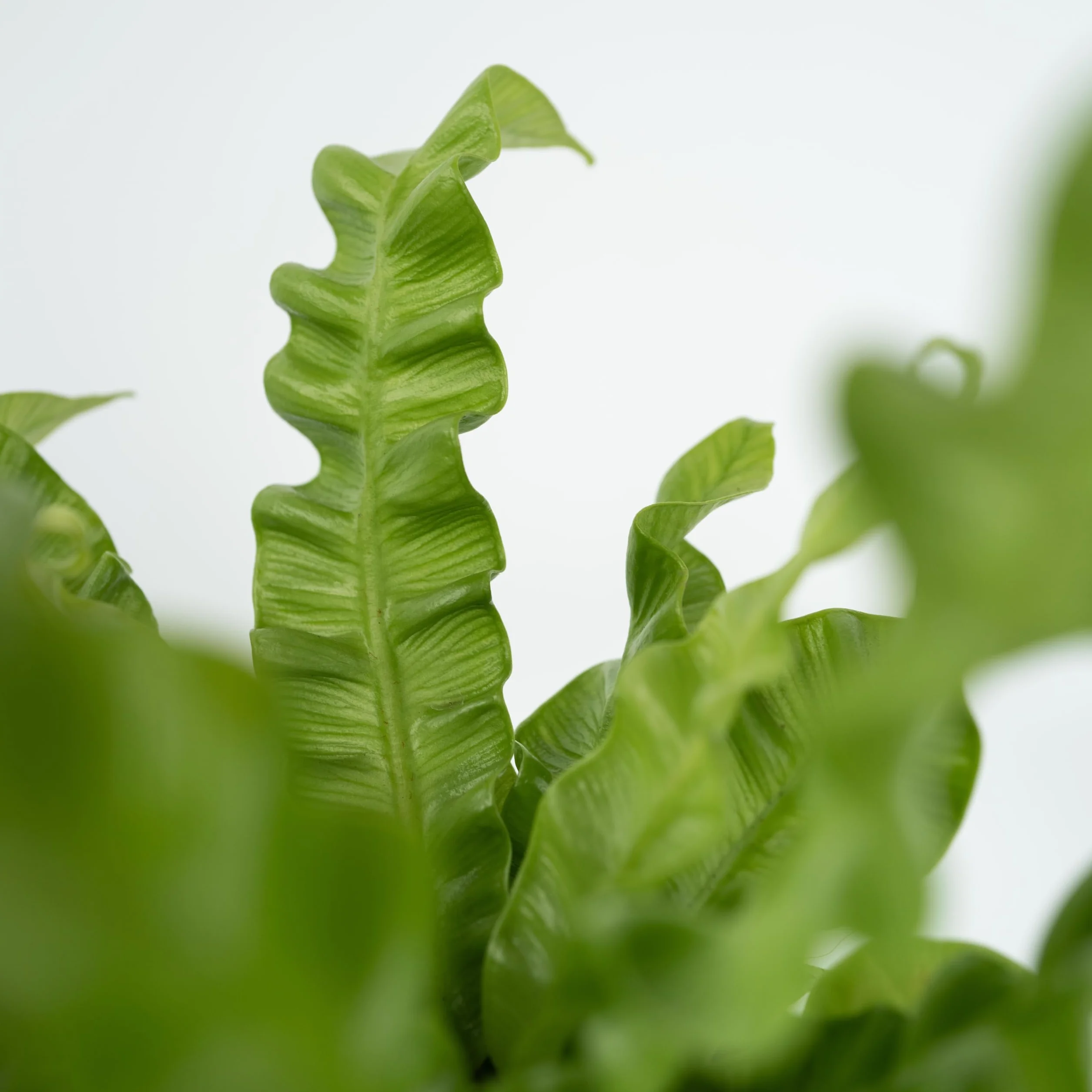 Asplenium nidus 'Vague croustillante' Plante d'intérieur Pot 12cm Hauteur 25-40cm