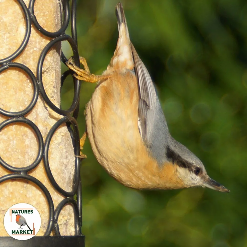 Graisse Végétale 100% pour Oiseaux 12 Saveurs 850g x12 10.2kg Alimentation Complète