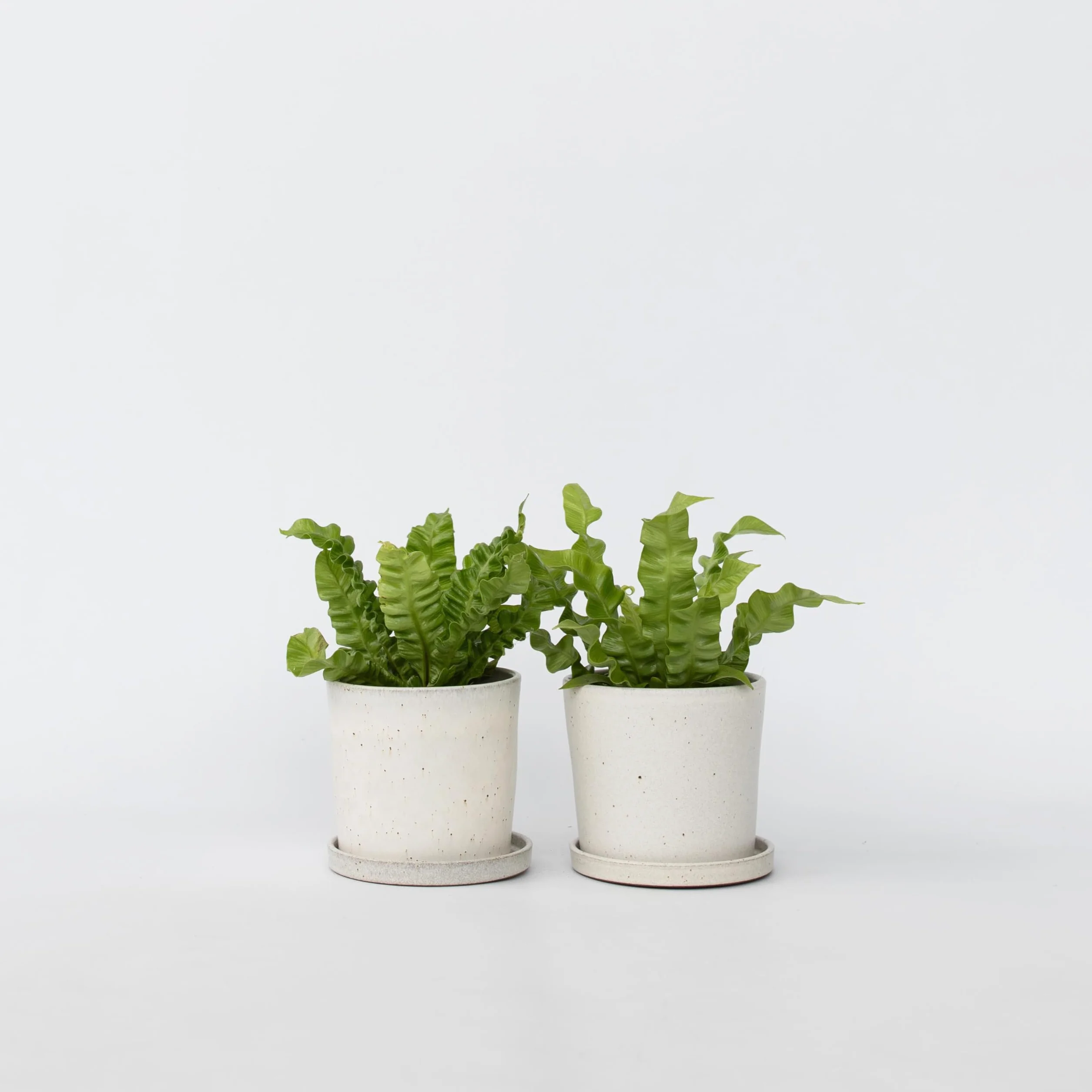 Asplenium nidus 'Vague croustillante' Plante d'intérieur Pot 12cm Hauteur 25-40cm