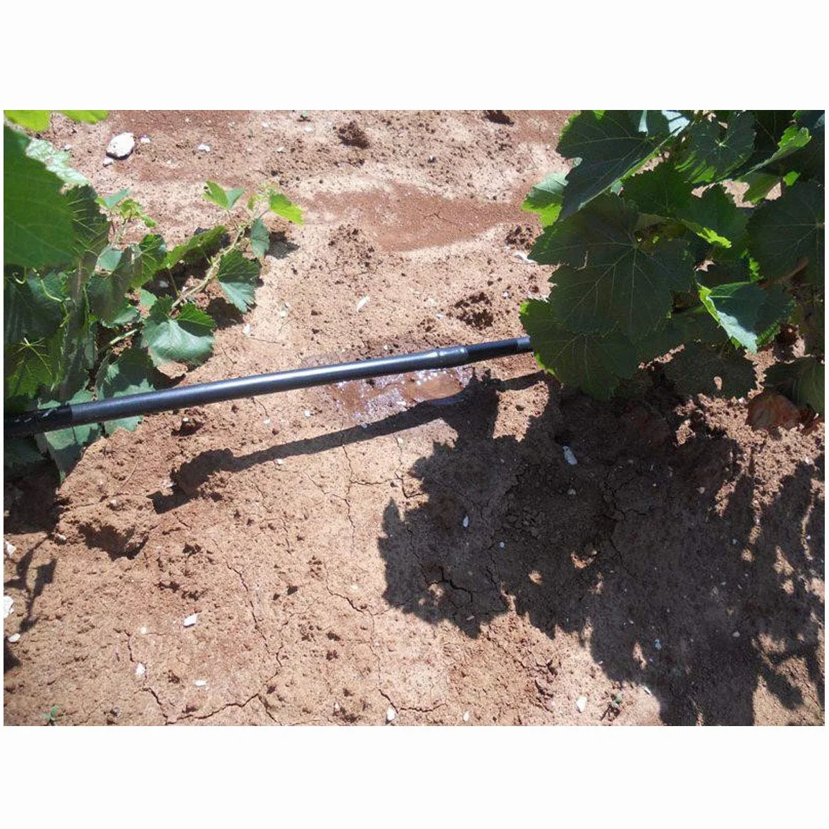 Suinga Tuyau d'arrosage goutte à goutte 16 mm 100m, espacement 33 cm, noir
