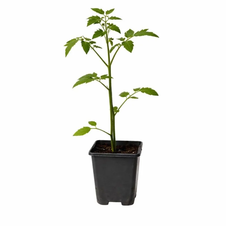 Corylus Avellana Noisetier Commun 100/120 cm Pot 3l Plante En Pot Floraison Février Mars Soleil Mi-ombre