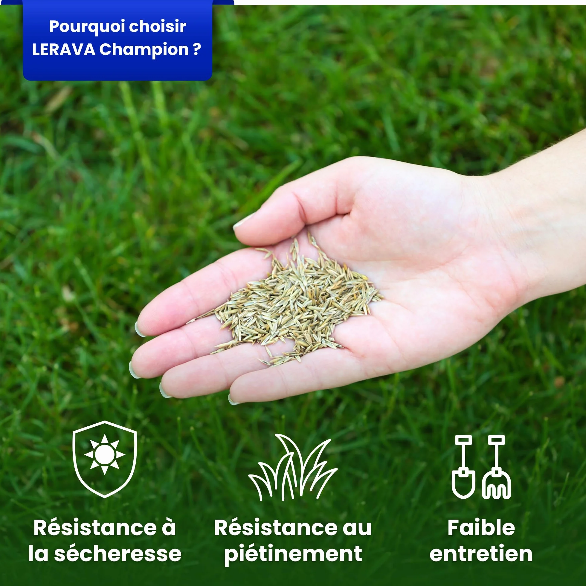 LERAVA CHAMPION Gazon à Semer 30 m² - Graines Pelouse Résistantes Sécheresse - Croissance Rapide Densité Maximale