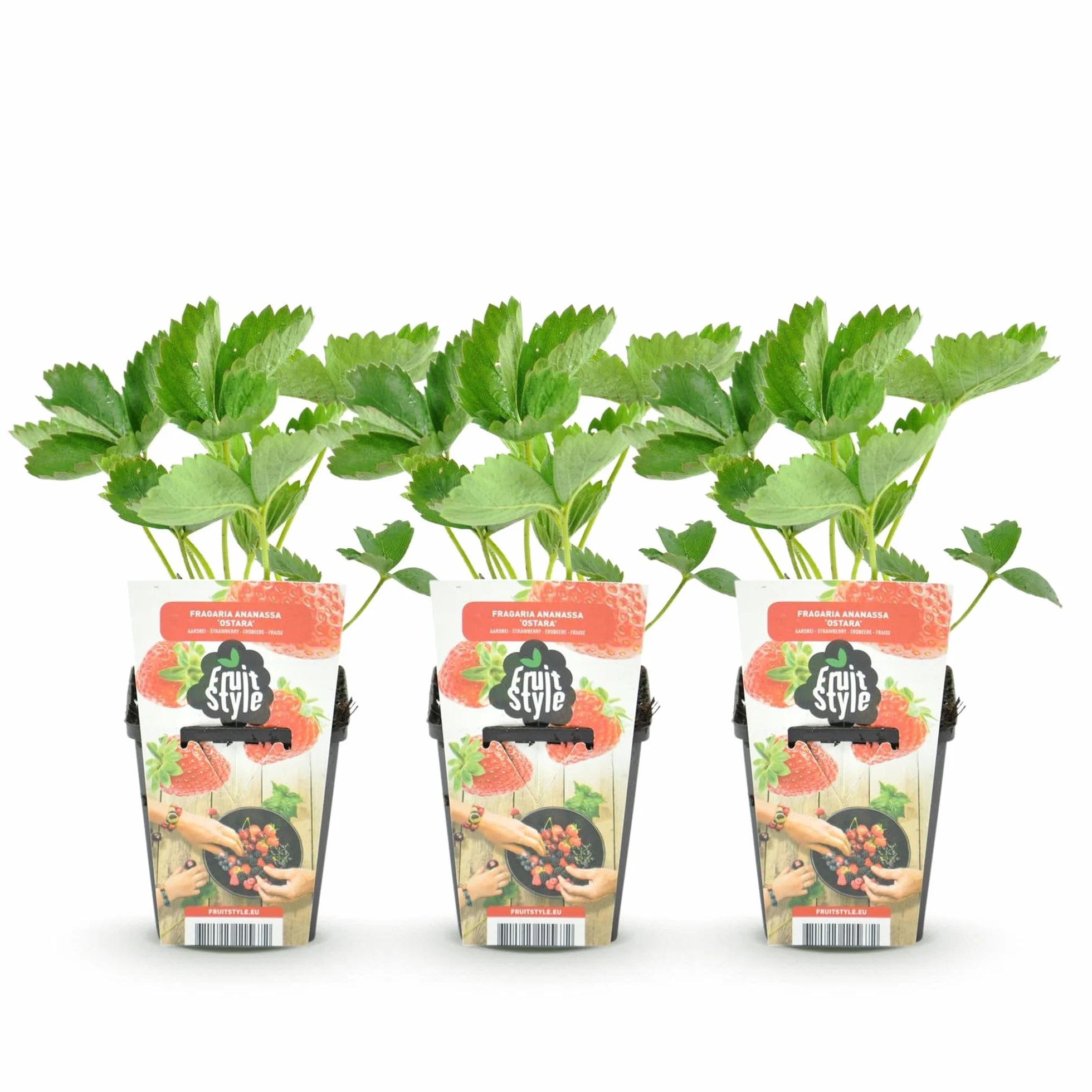 Fragaria Elsanta Fraise Rustique 3 Plantes Pot 9 cm Fraise Rouge
