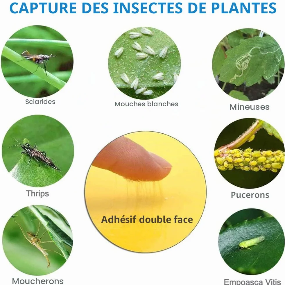 Pièges à Insectes Double Face Jaune 40 Pièces Papier Anti-Mouches