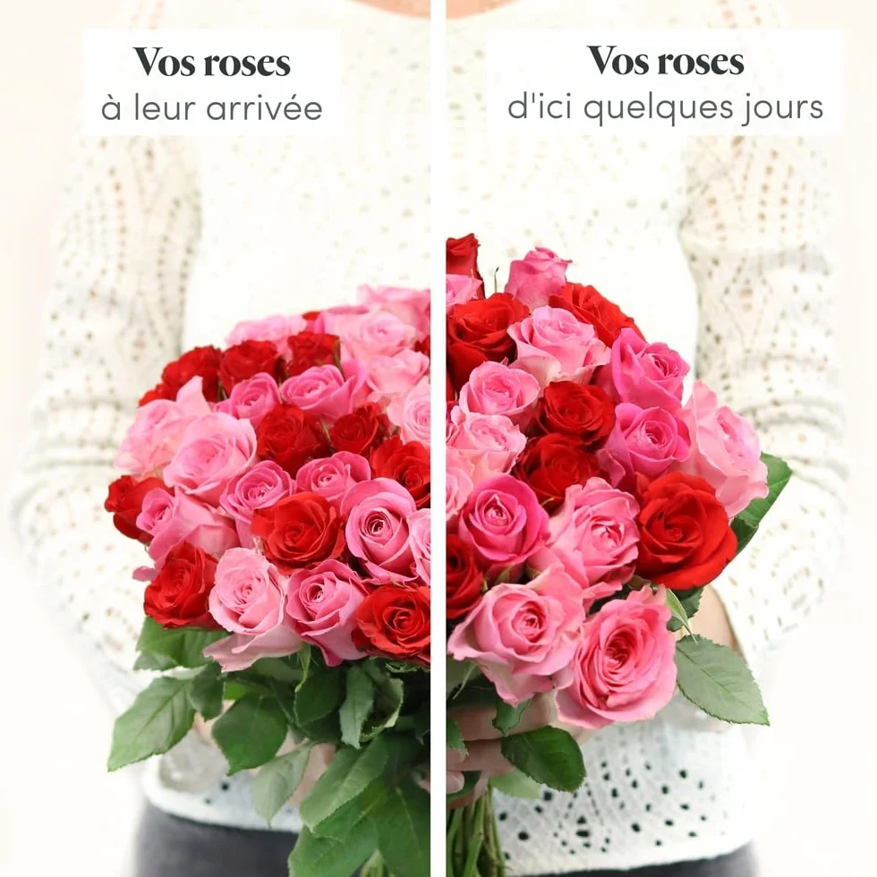 Brassée de Roses Max Havelaar 50 Tiges Grand Bouquet Fleurs Fraîches Commerce Équitable