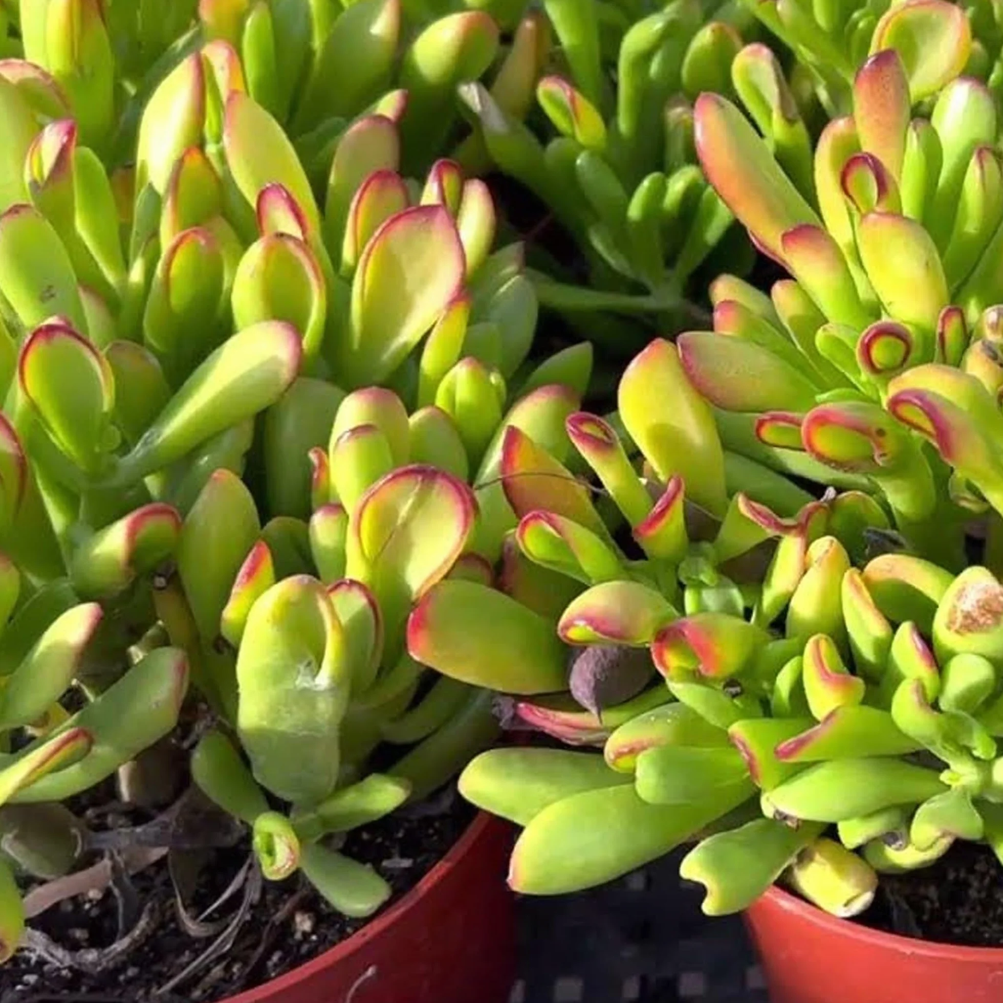 Crassula ovata Plante Jade succulente Crassula Hobbit 20-25 cm