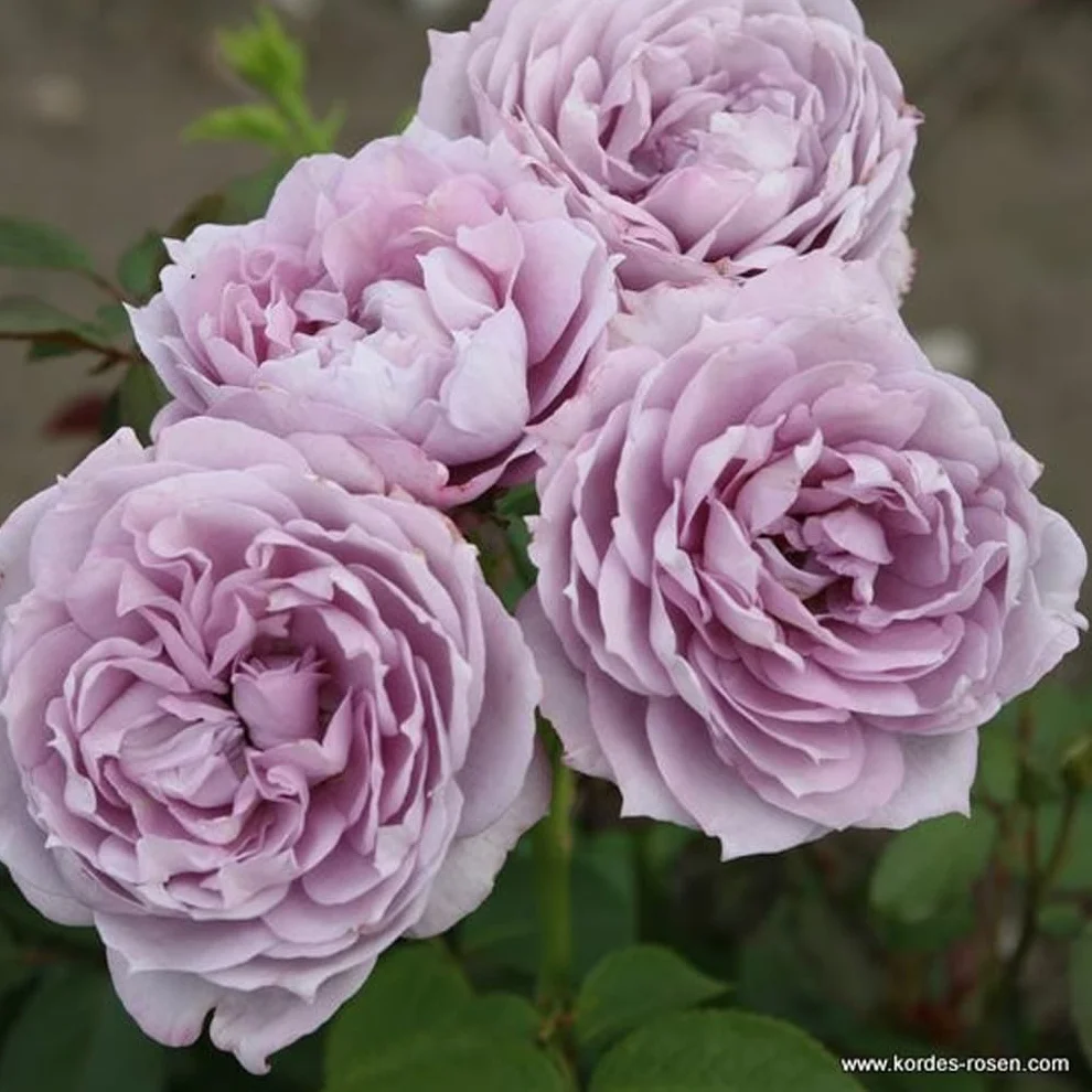 Rosier 'Novalis' pot 25-30 cm Rosa grimpant remontant Violet