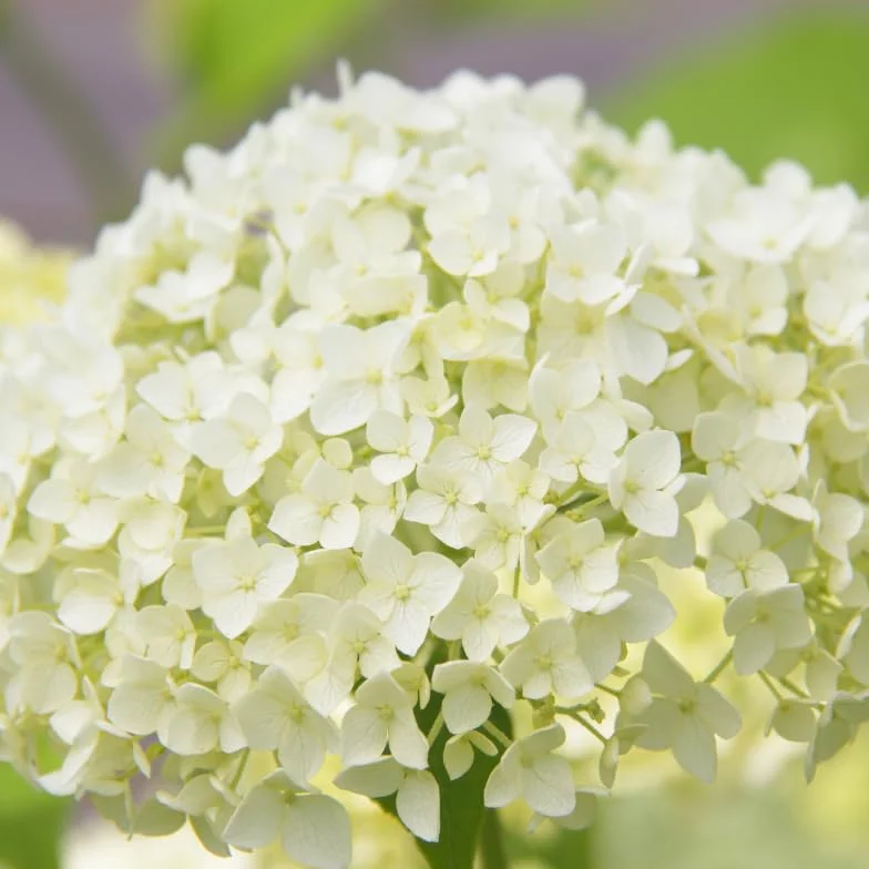 Hydrangea Arb Annabelle 40/50 cm Pot 3L Floraison Été Hauteur 1-1,5 m