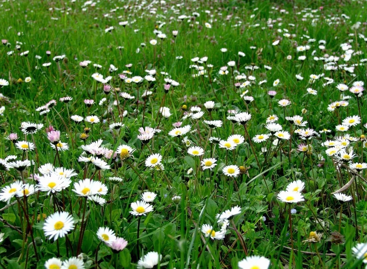 Graines pour Pelouse avec Marguerites, double variété, Croissance rapide (500gr-25m2)