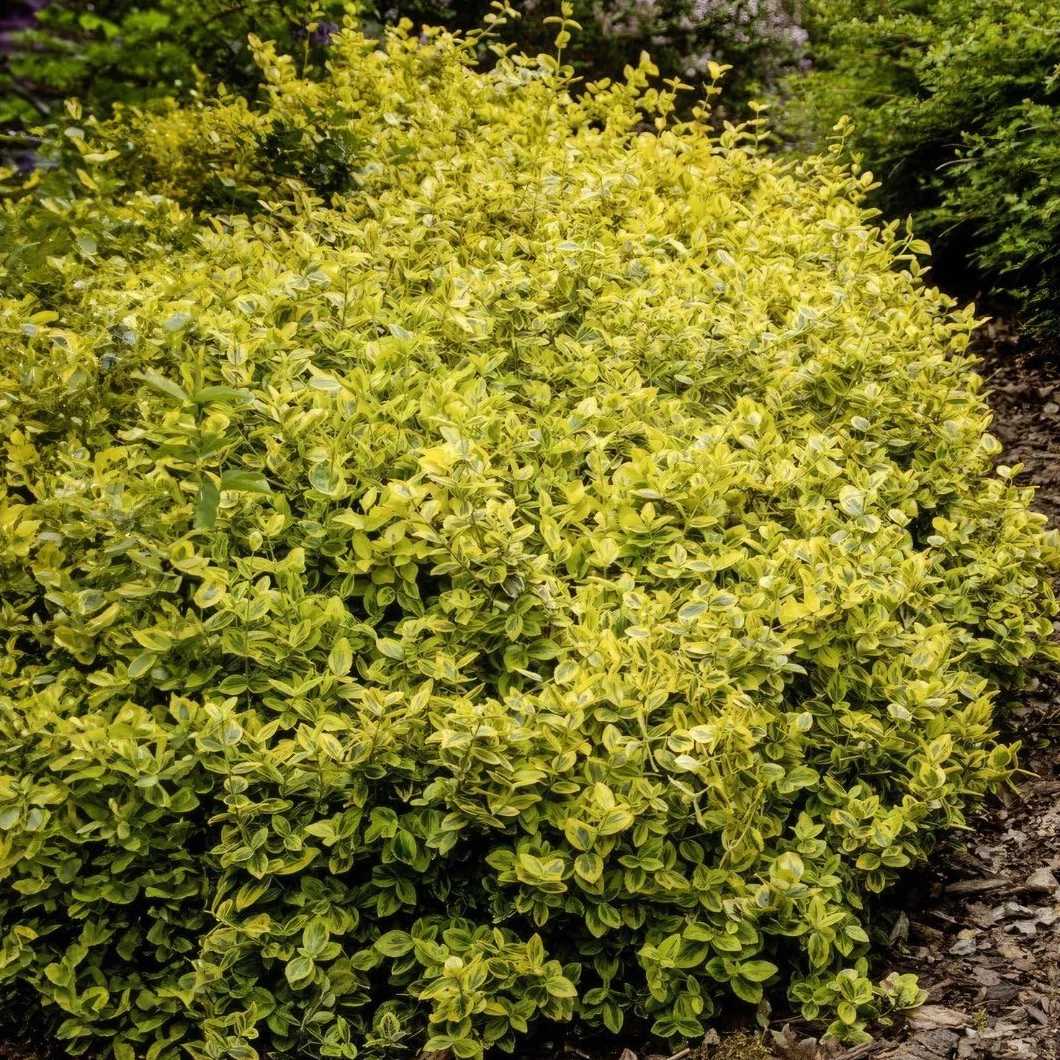 Euonymus fortunei ‘Emerald ’n Gold’ - 12 Plantes de fusain jaune - Couvre-sol rustique vivace persistant extérieur