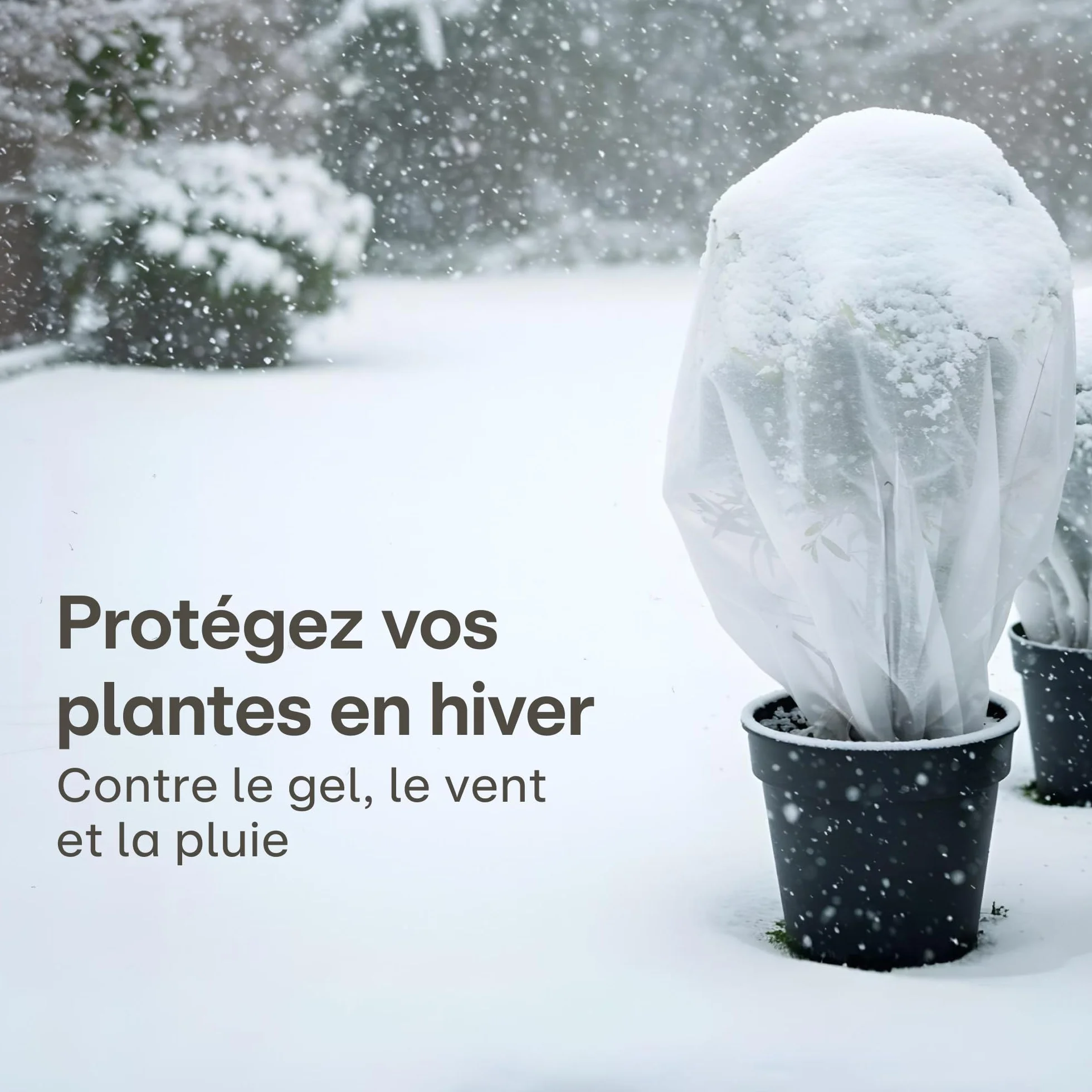 Praknu Voile d’Hivernage en Rouleau pour Plantes Extérieures 50g/m² – 50m × 1m – Protection Contre le Gel et UV
