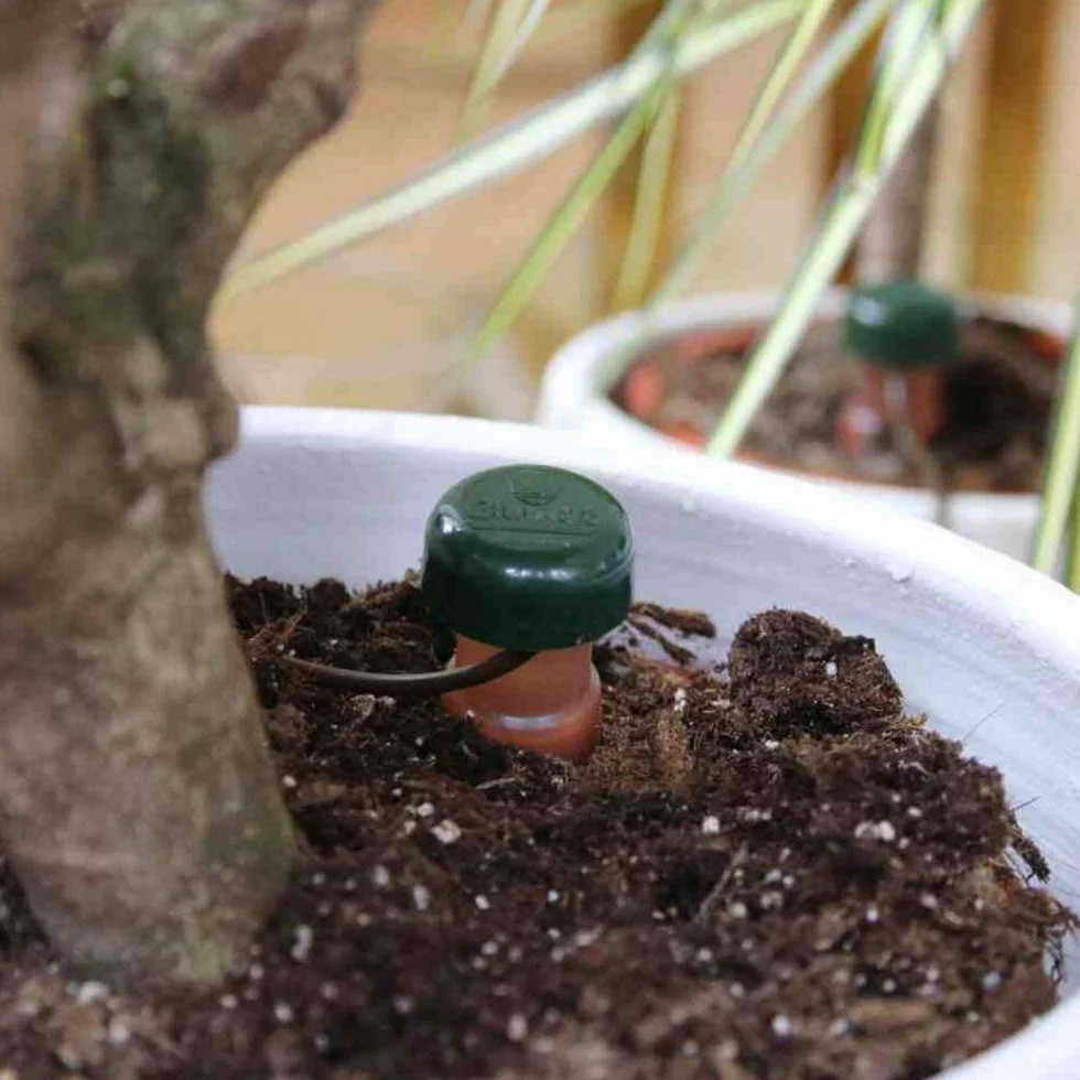 Blumat Lot de 6 Distributeurs d'Eau pour Plantes d'Intérieur