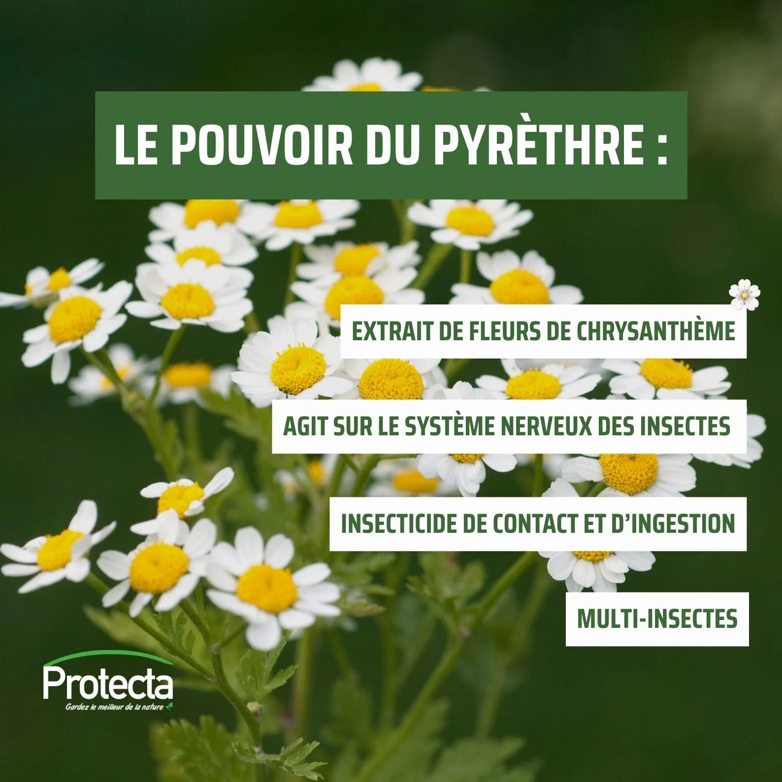 Protecta Aérosol Insecticide Anti-Moustiques Mouches Cafards Fourmis Pyrèthre Végétal Lot de 2