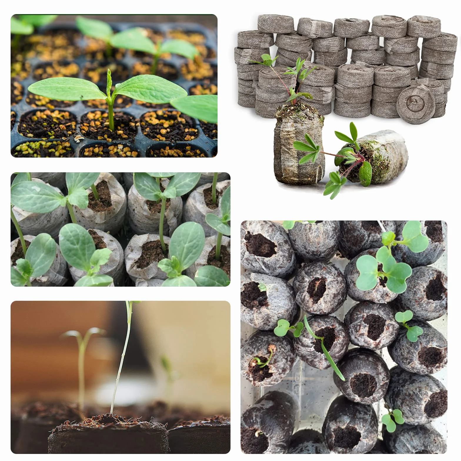 Bloc de Nutrition pour Semis Pastille de Tourbe Compressée 33mm Pastille de Coco Culture des Plantes de Jardin 50 Pcs