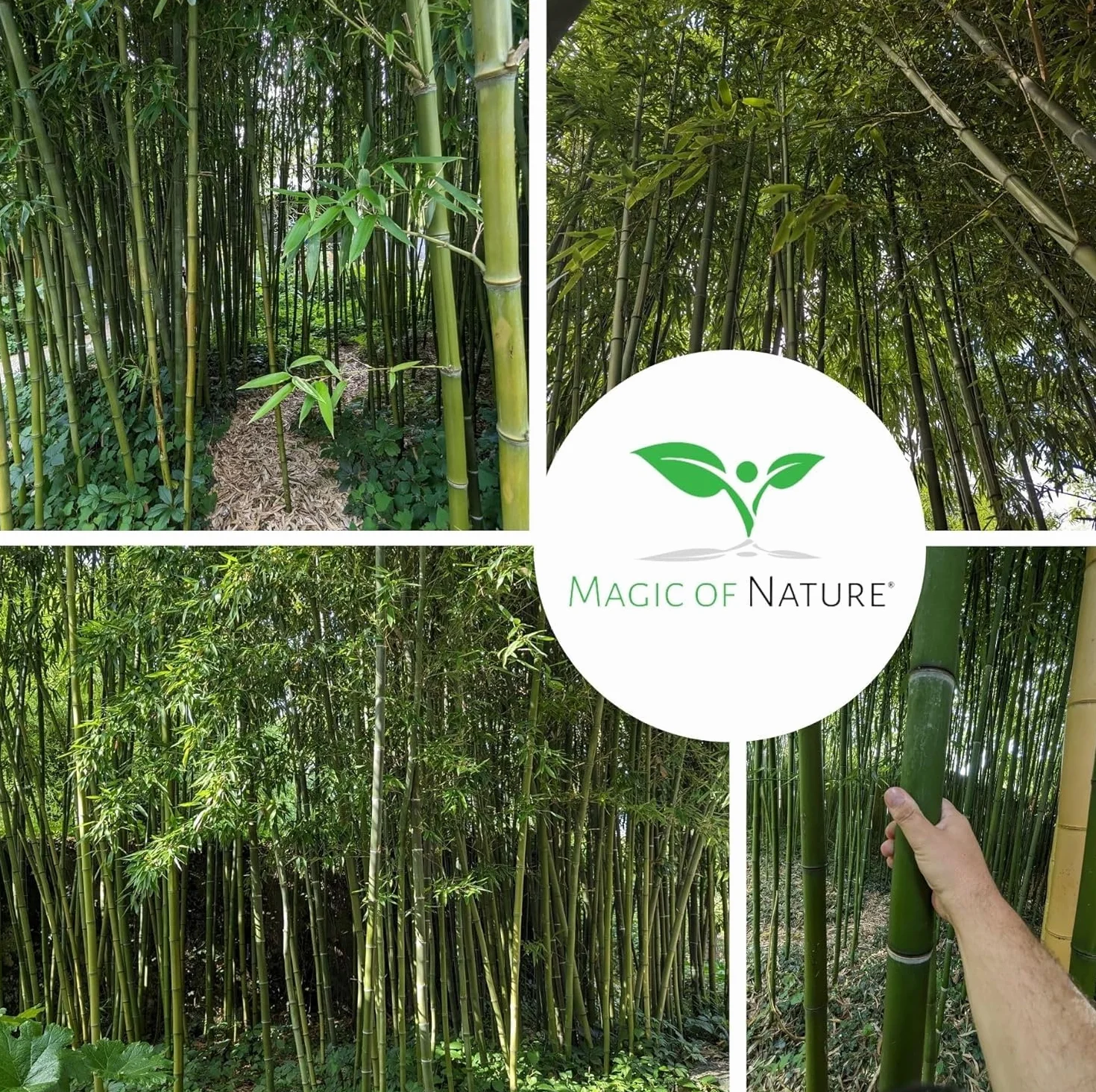 Graines de Bambou Géant 10g 350 pcs Brise-vue Naturel Jardin
