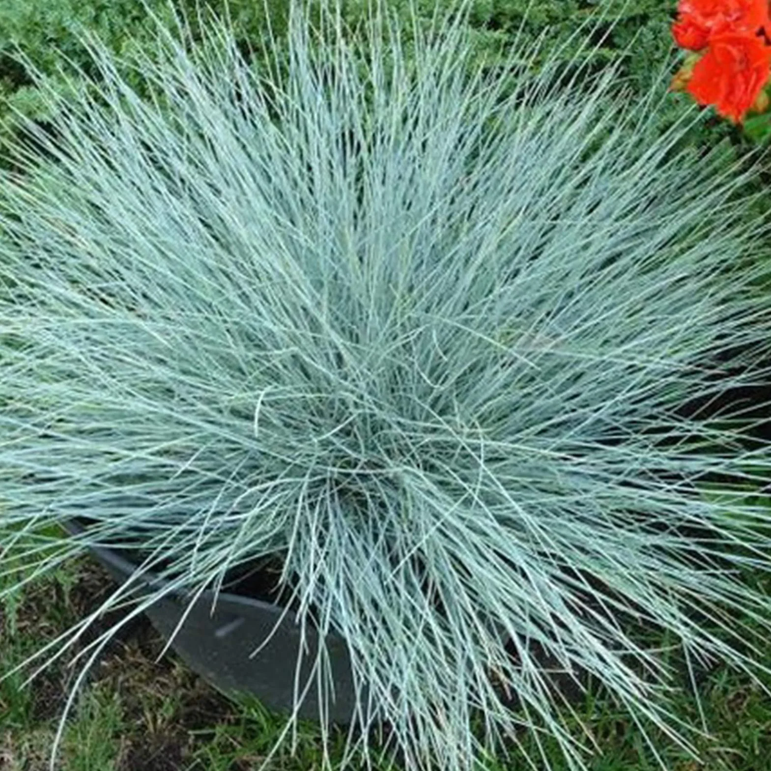 Graines de fétuque bleue Festuca Glauca 200 pièces, Aménagement paysager