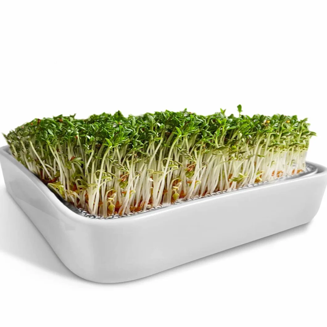 Passoire à Cresson Bac à Germination 12 cm Bol Céramique Tamis Acier Inoxydable Microgreens