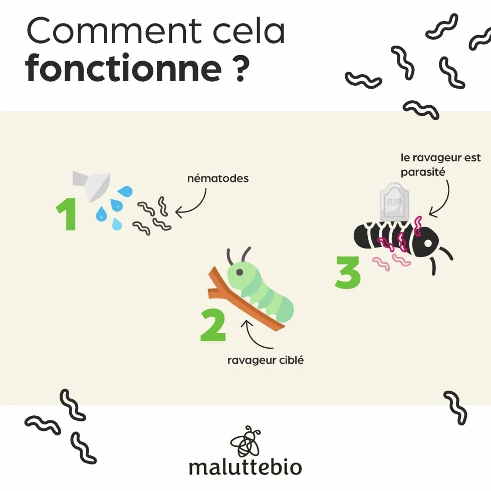 Nématodes Papillon du palmier et Charançon Rouge - Traitement 6-12 palmiers (100M)