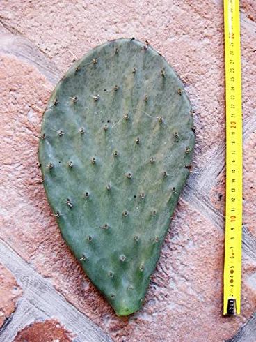 Geosism & Nature Opuntia engelmanni Cactus 15-25 cm résistant à l'hiver -20°C