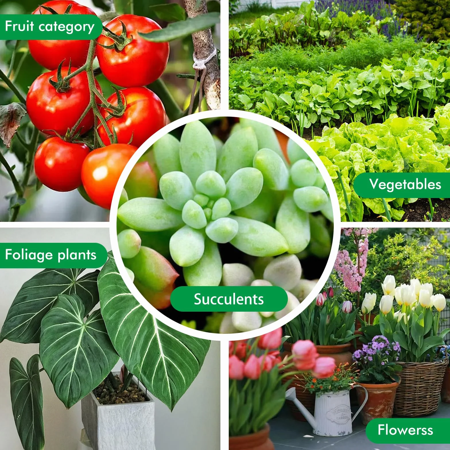 Lampes LED T5 30cm pour plantes d'intérieur, spectre complet du soleil, chaînable pour serre