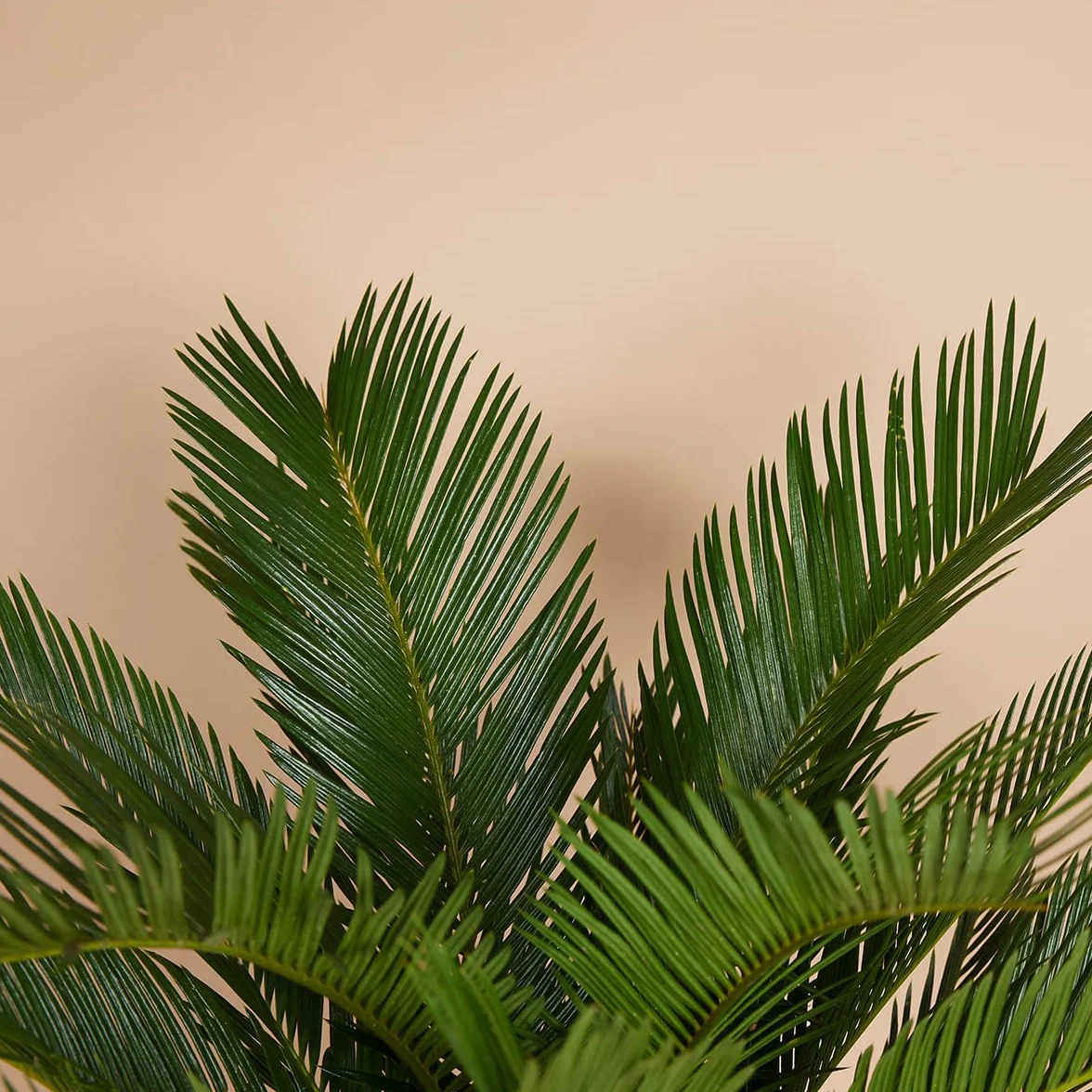 Cycas Revoluta Palmier de la Paix Sagoutier Plante d'intérieur Hauteur 40-50 cm Pot 15 cm