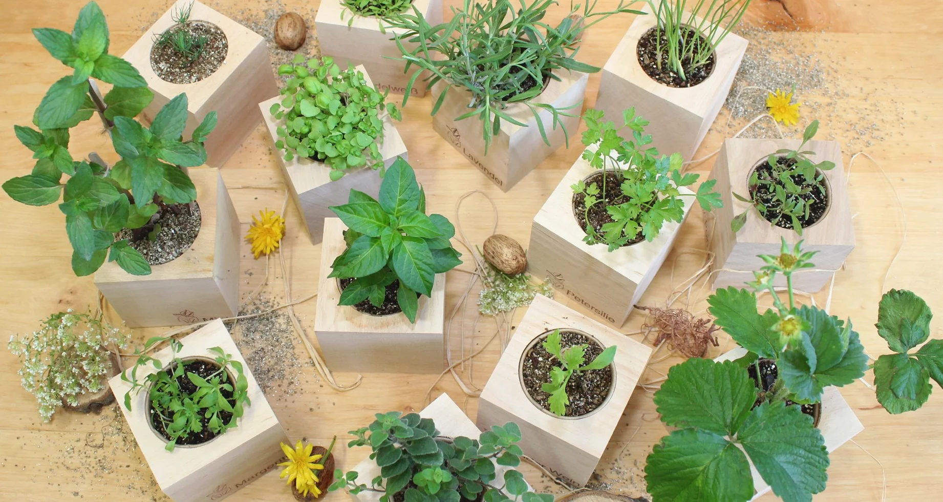 Feel Green Ecocube Trèfle Porte-Bonheur Kit de Culture dans un Cube en Bois