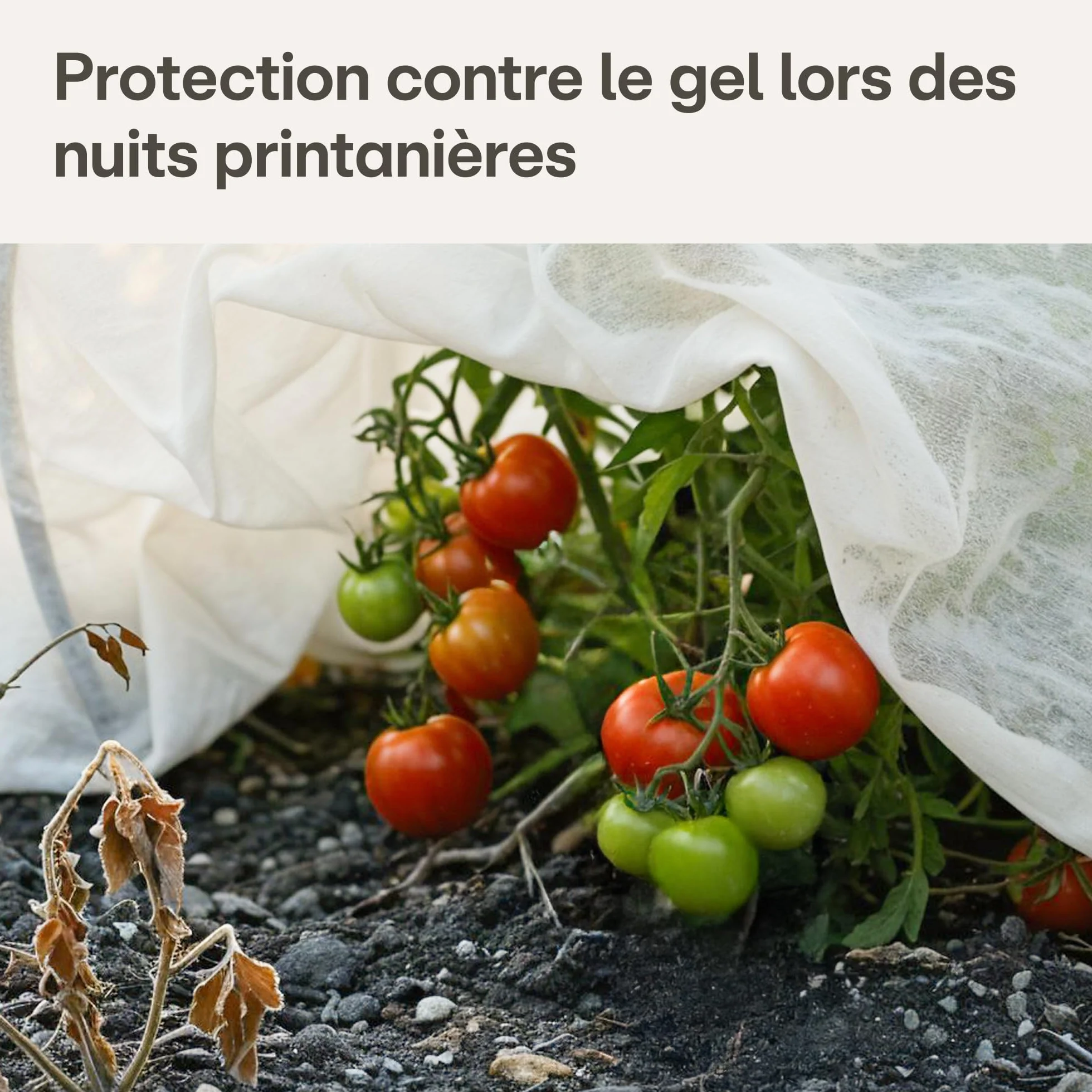 Voile d'Hivernage pour Plantes 17g/m² 20m² (2x10m) Protection Contre le Gel Respirant Perméable à l'Eau Stabilisé aux UV