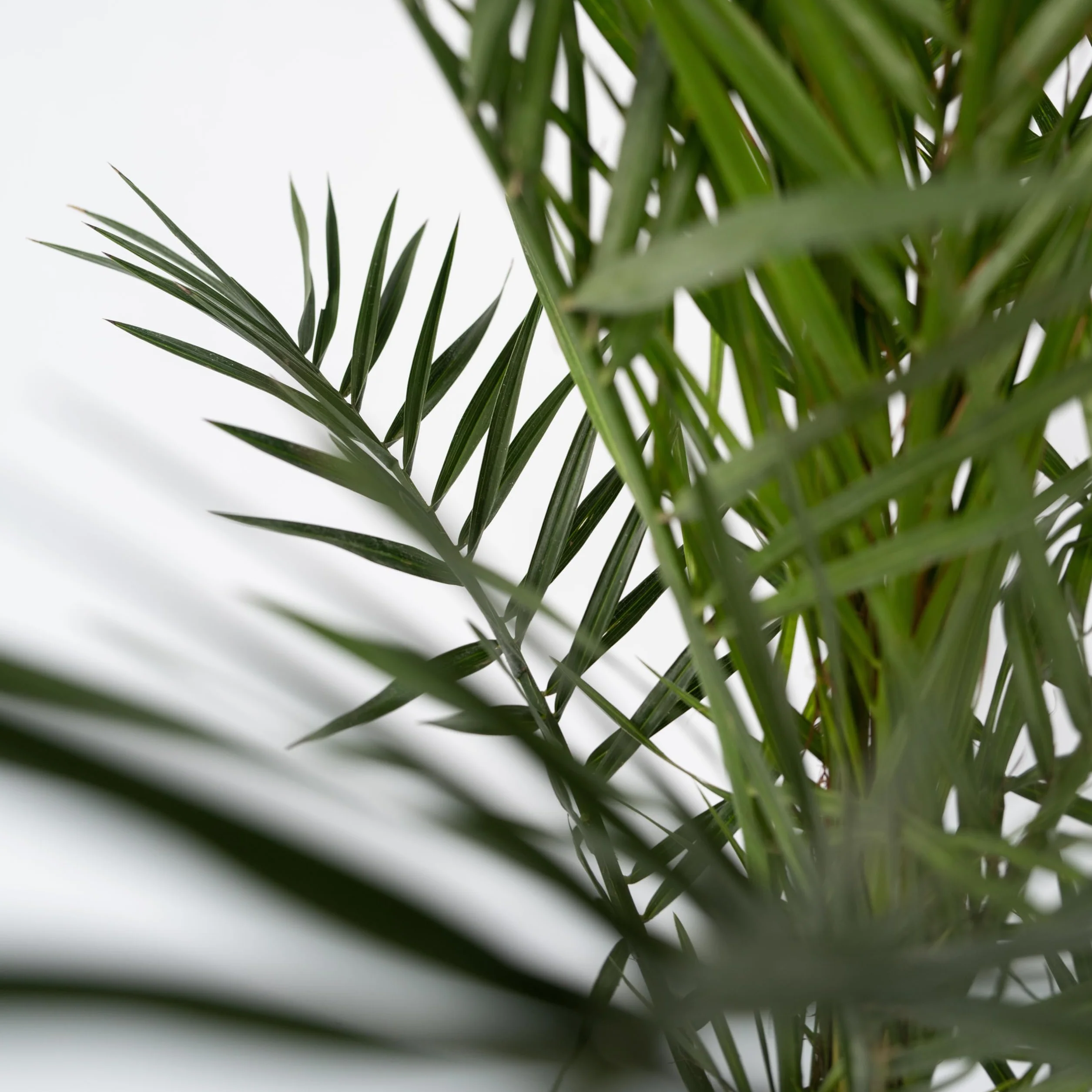 Plant in a Box Phoenix Canariensis Hauteur 80-100cm Palmier des Canaries Pot 19cm