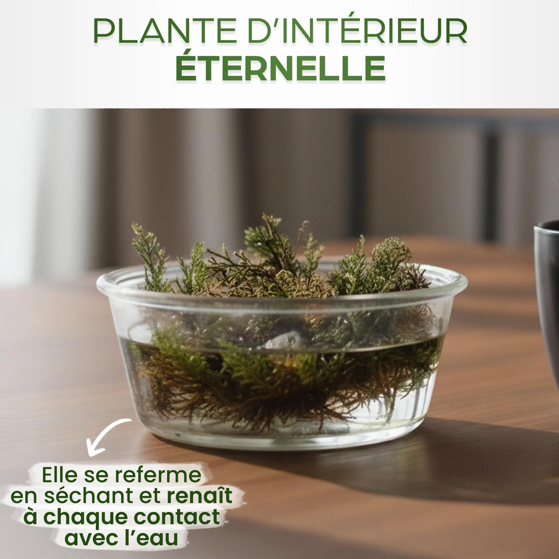 Rose de Jericho X2 - Plante de la Résurrection - Selaginella Lepidophylla