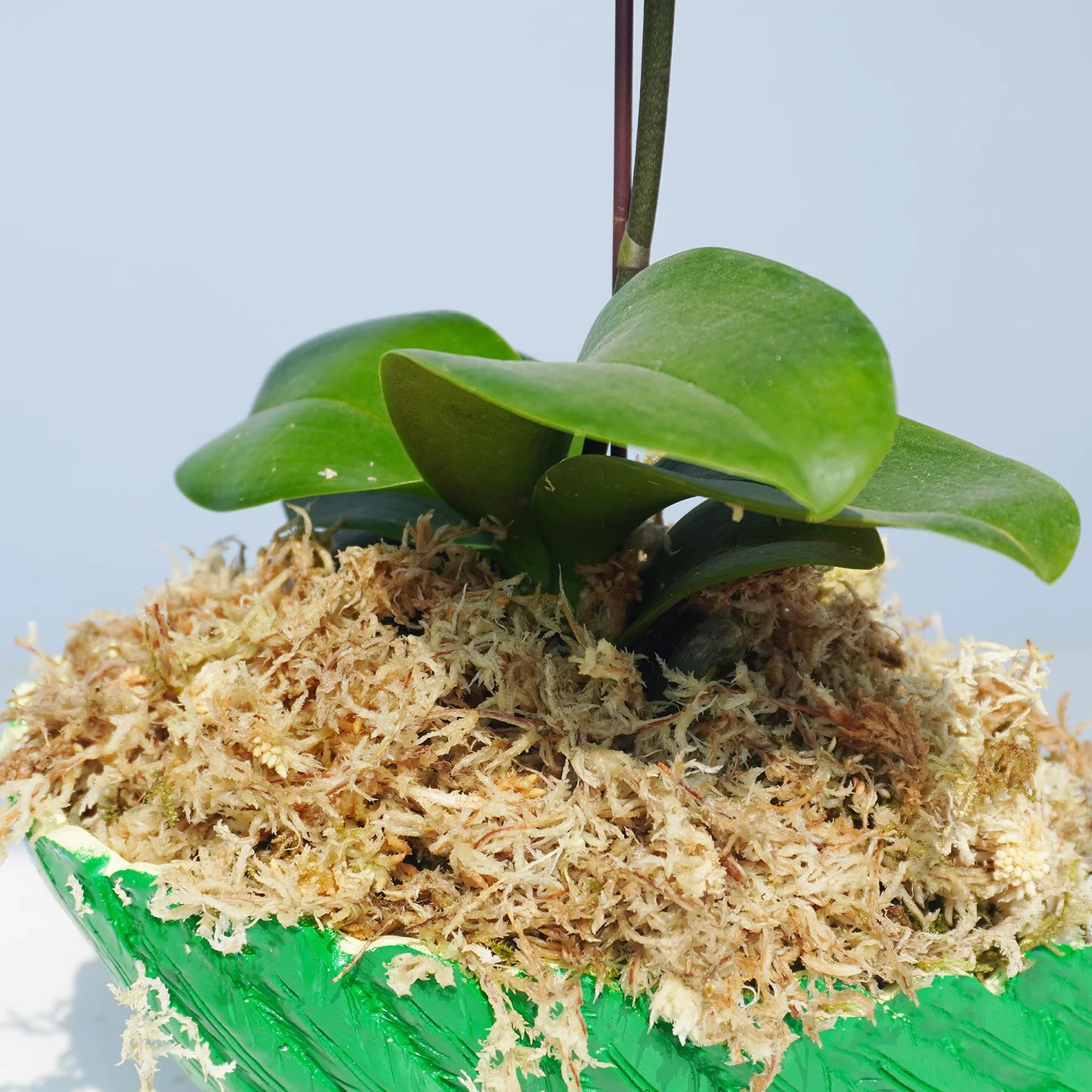 Sphaigne 90g Substrat pour Orchidées Terreau Plante Intérieur