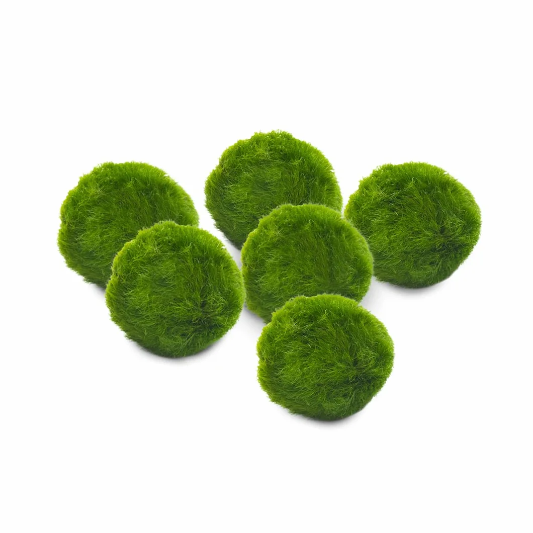 Marimo Set sfuso diametro 2-3 cm Originale Certificato 6 sztuk