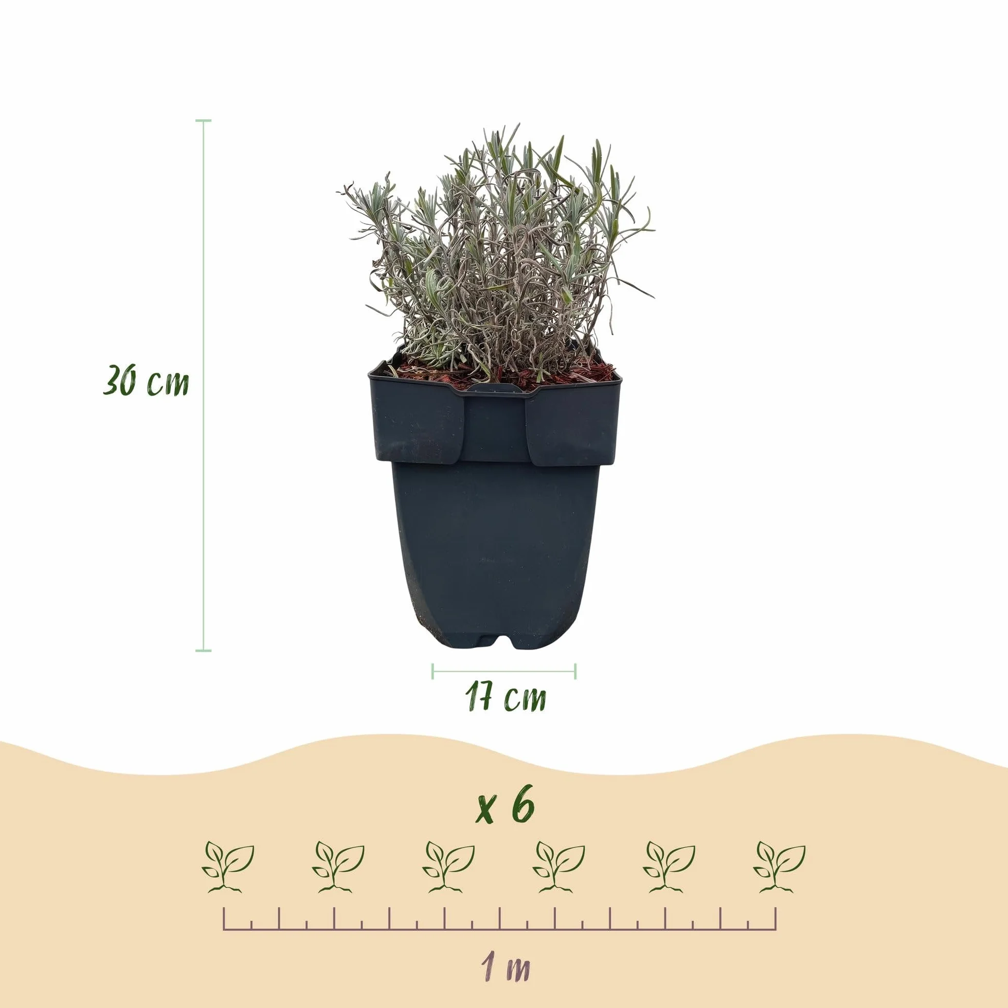 Lavandula angustifolia Hidcote - Plantes de haie - 6 plantes - 1 mètre linéaire - pot 17cm hauteur 30cm
