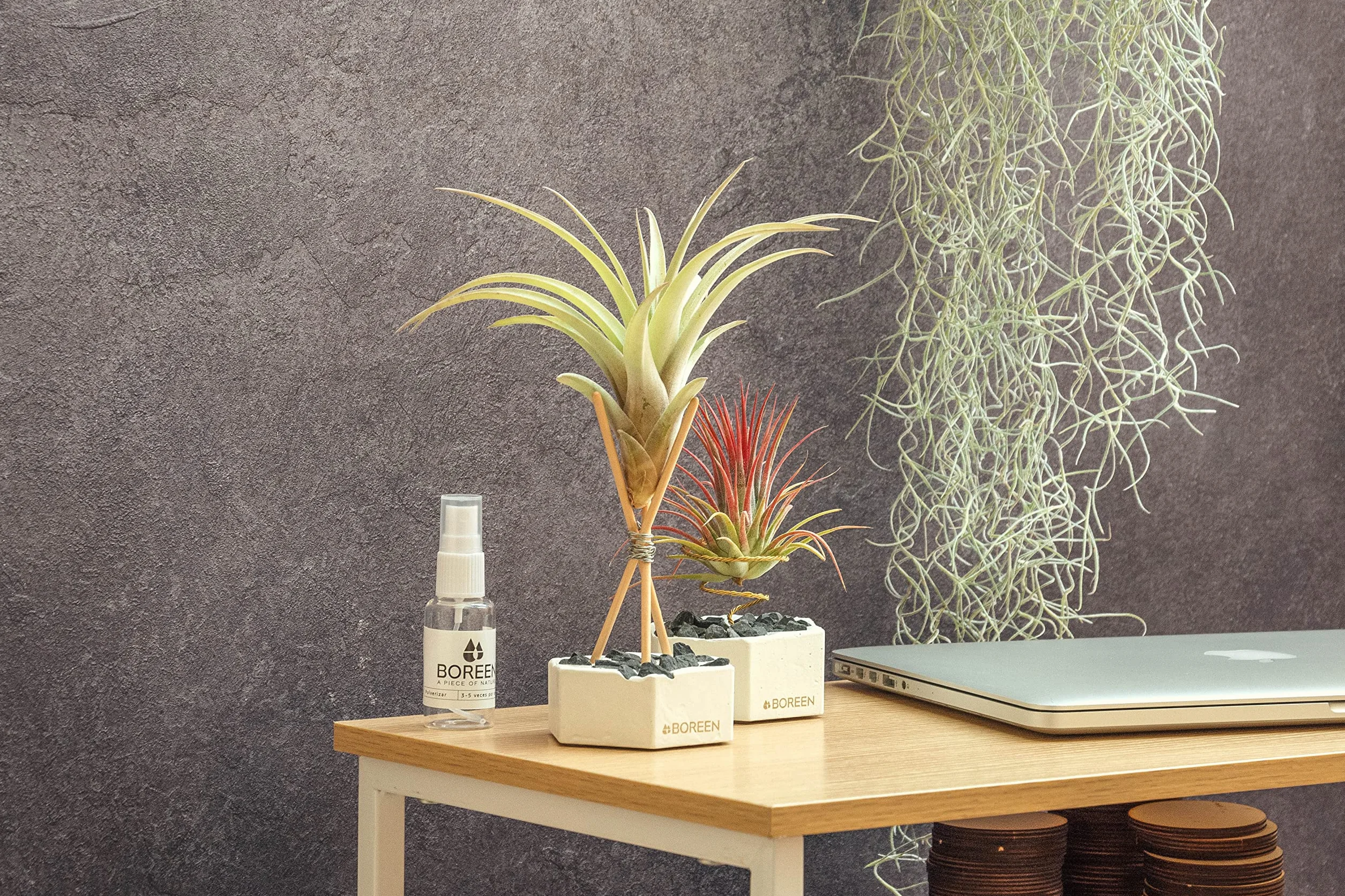 Tillandsia Usneoides Air Plant Live sans Terre Plante Interieur Naturelle 20-30 cm