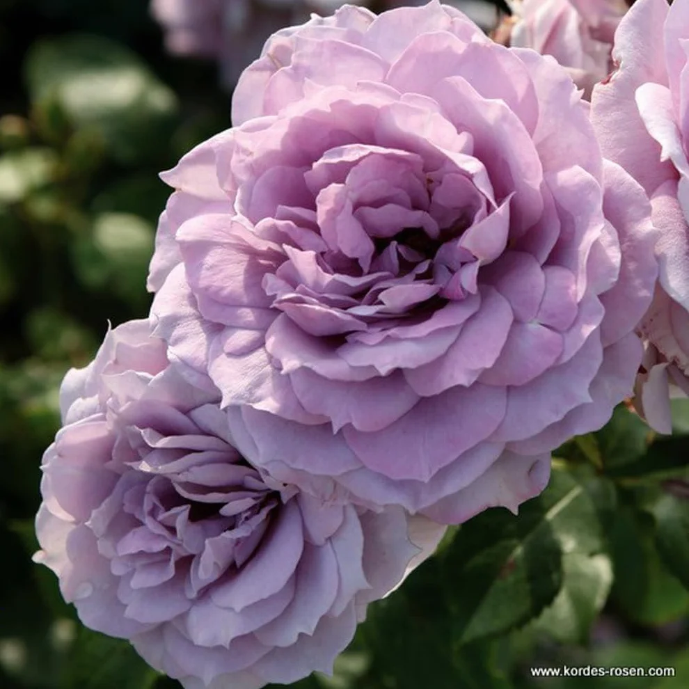 Rosier 'Novalis' pot 25-30 cm Rosa grimpant remontant Violet