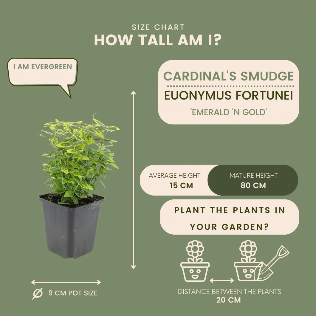 Euonymus fortunei ‘Emerald ’n Gold’ - 12 Plantes de fusain jaune - Couvre-sol rustique vivace persistant extérieur