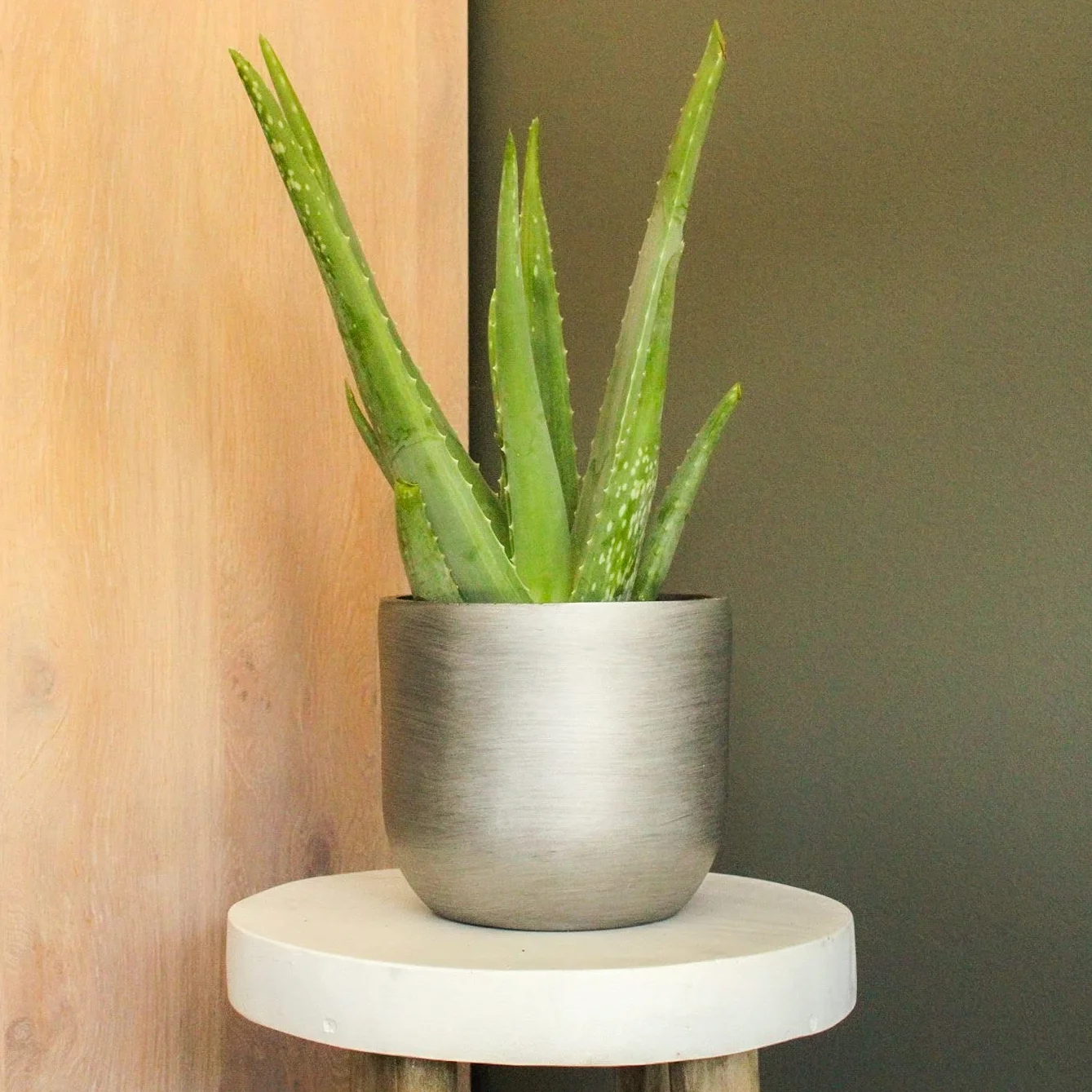 Aloe vera véritable en pot Ø 10,5 cm - Hauteur 35-40 cm plante médicinale succulente