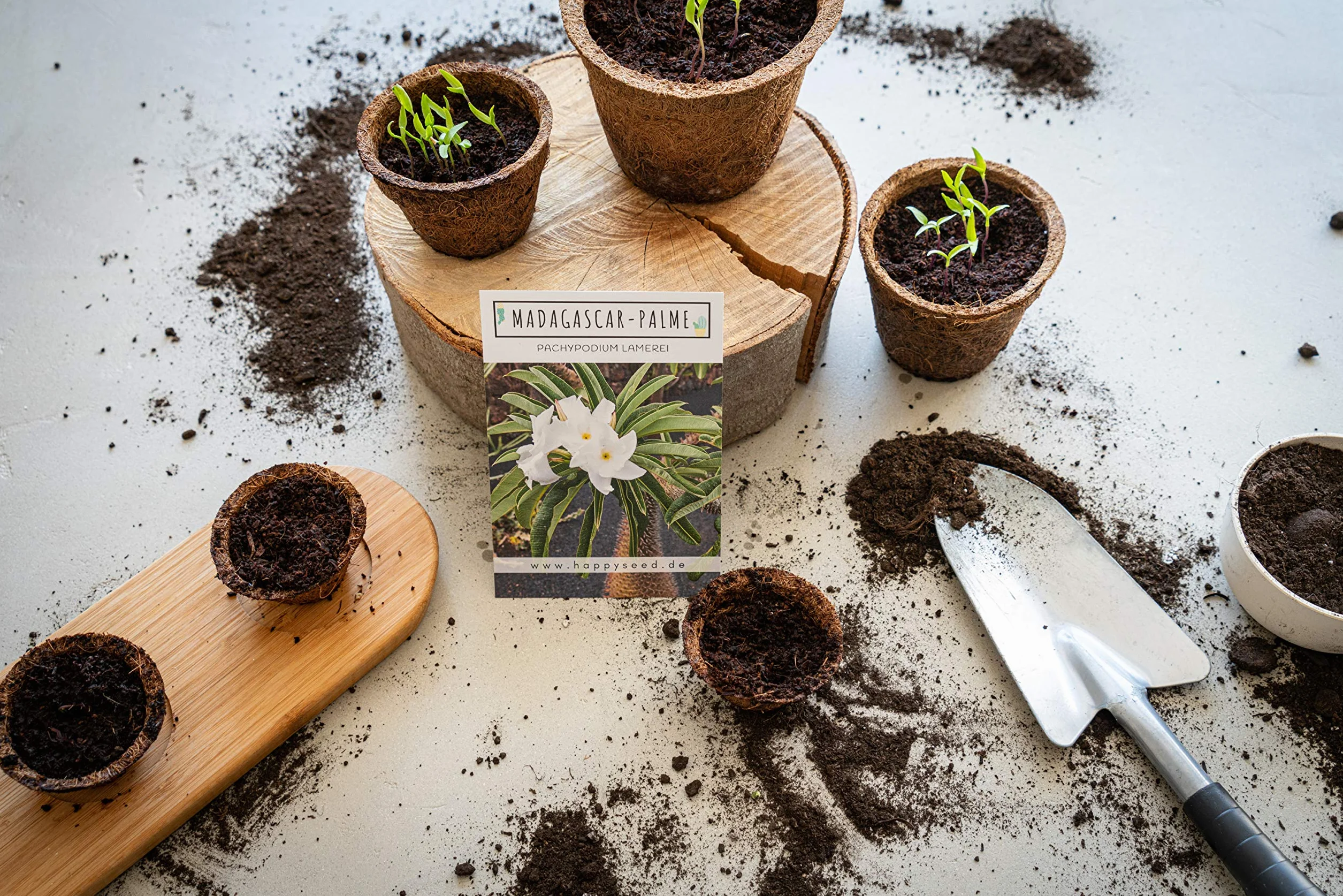Graines exotiques de cactus taux germination élevé Lot plantes succulentes 1x Madagascar-Palme