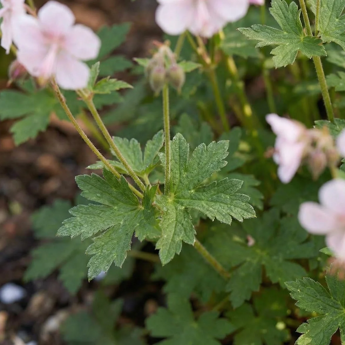 Géranium cantabrigiense 'Biokovo' - Lot de 6 - Vivace - Rustique - Parfumée - Hauteur 10-20 cm - Pot 9 cm