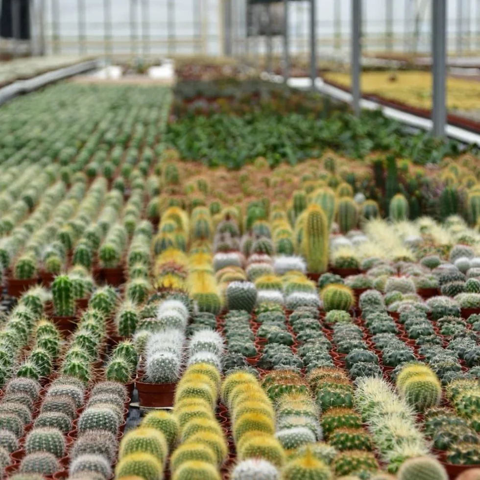Cactus Naturelles en pot Ø 5.5 cm Lot de 18 Hauteur 5-10 cm Mélange Plantes Grasses Intérieur