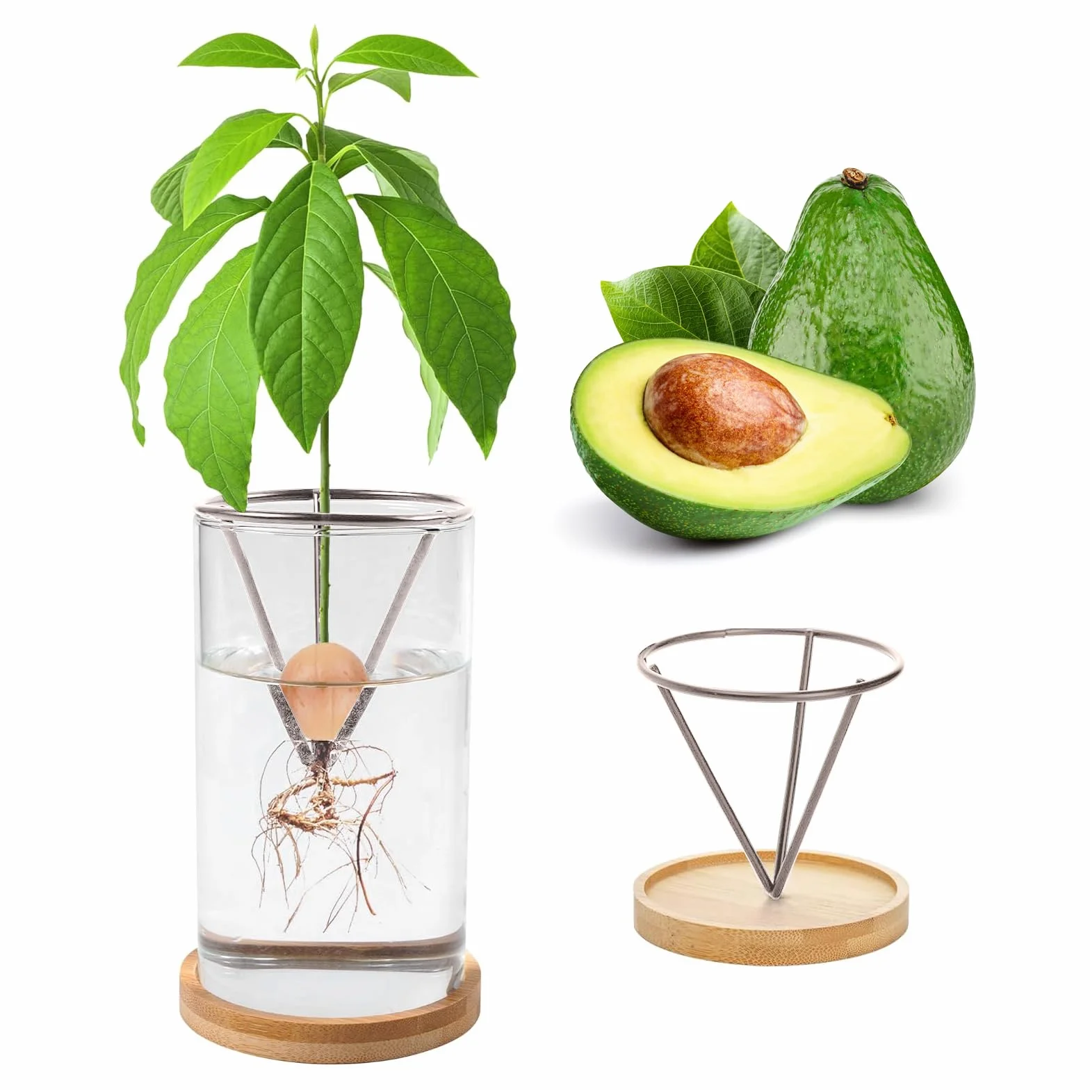 Kit de culture d'avocat en verre pour la plantation et la croissance
