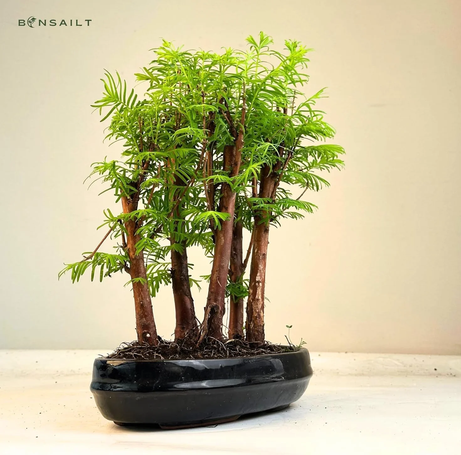 Forêt Métaséquoia Bonsaï 25 cm Arbre fossile vivant d'intérieur/extérieur Plante décorative