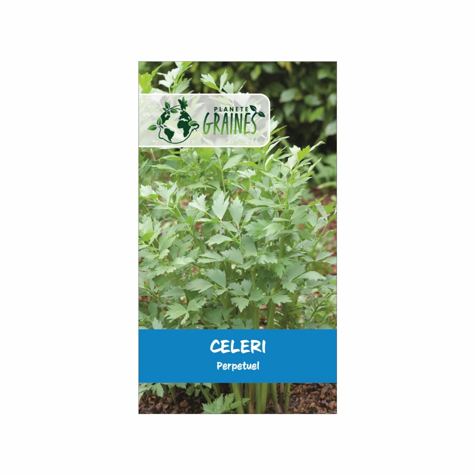 Céleri perpétuel aromatique robuste - 100 graines